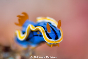 Sea Slug Nudibranchia by Aleksandr Marinicev 